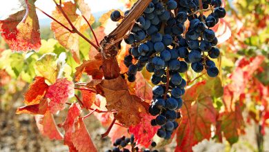 Фото - Сотрудники министерств в Дагестане собрали первые 20 тонн винограда этого сезона